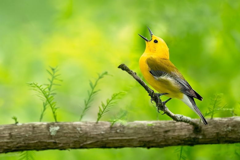 A prothonotary warbler chirps in a St Louis park.