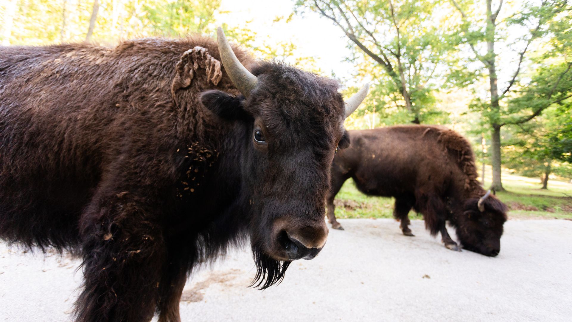 Lone Elk Park offers amazing animal encounters.