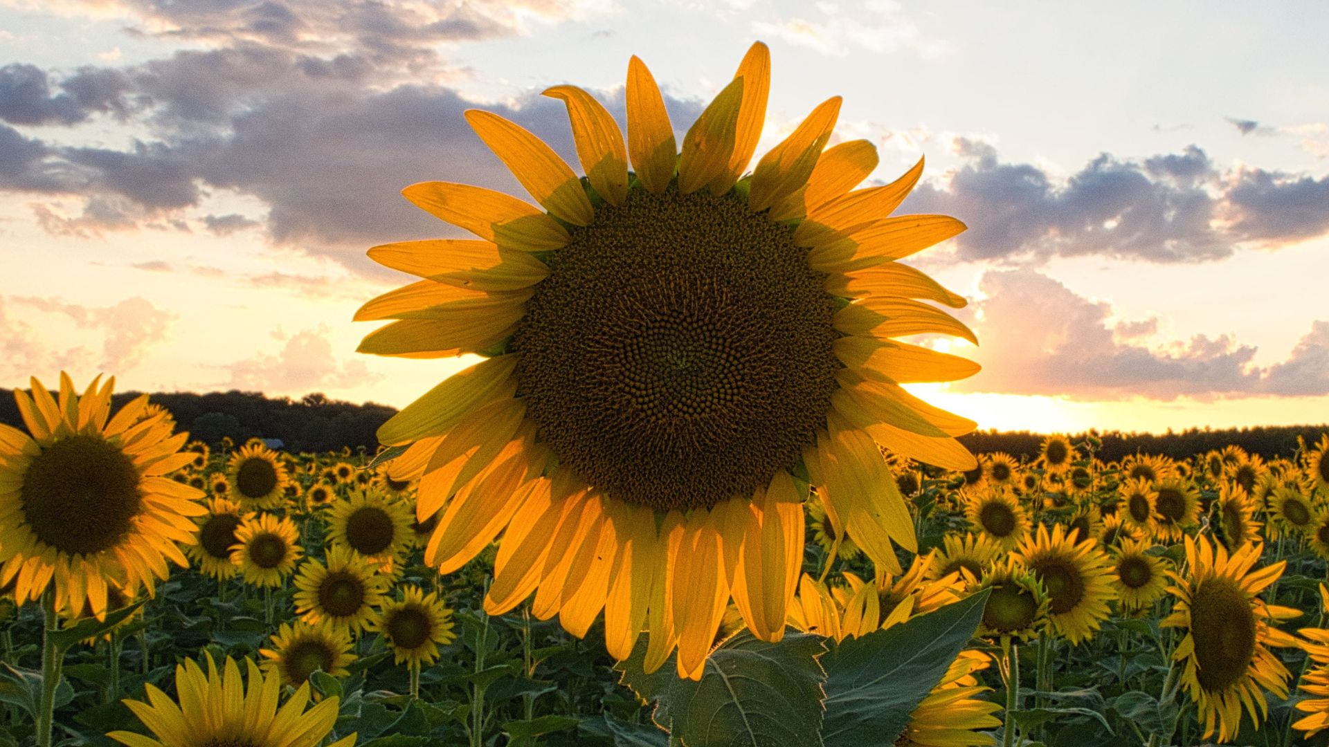 Sunflowers take over the Columbia Bottom Conservation Area in the summer.