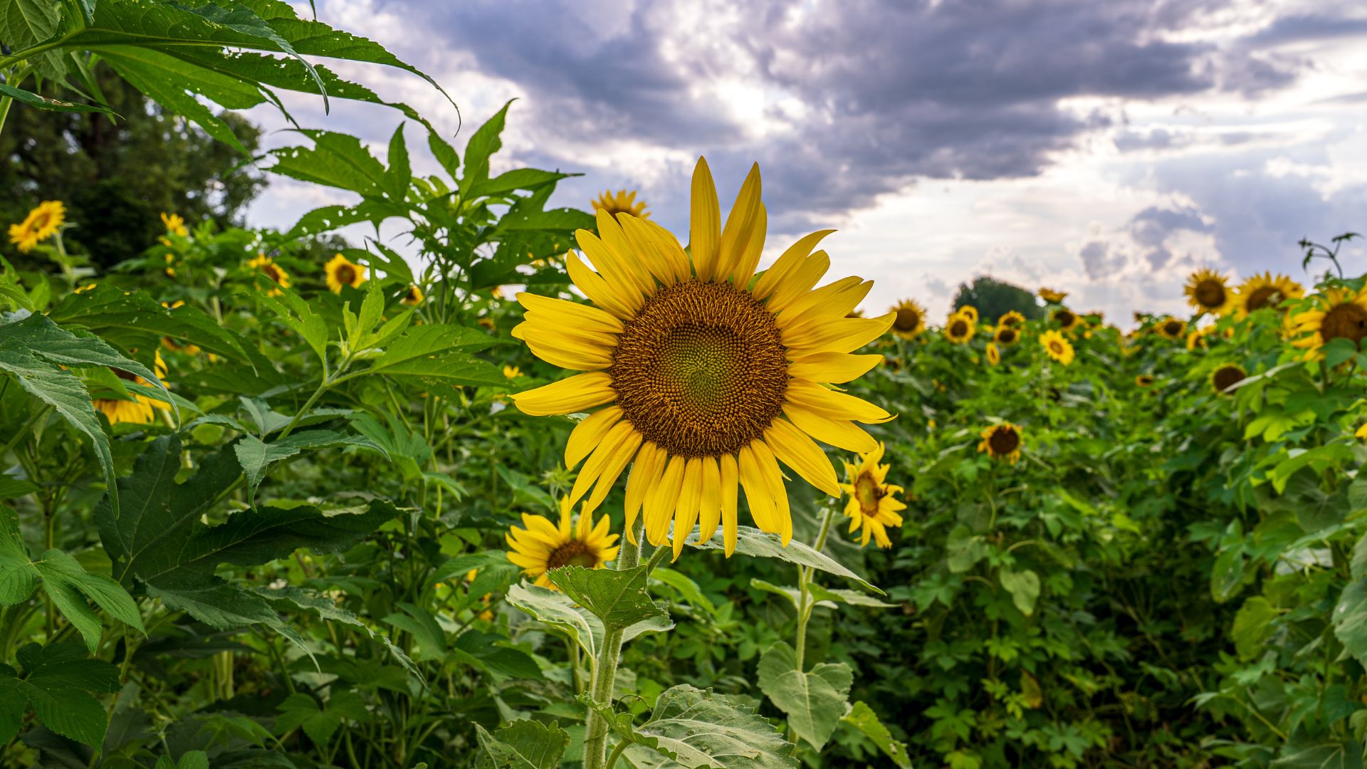 Sunflowers bloom in the Columbia Bottom Conservation Area in St Louis.