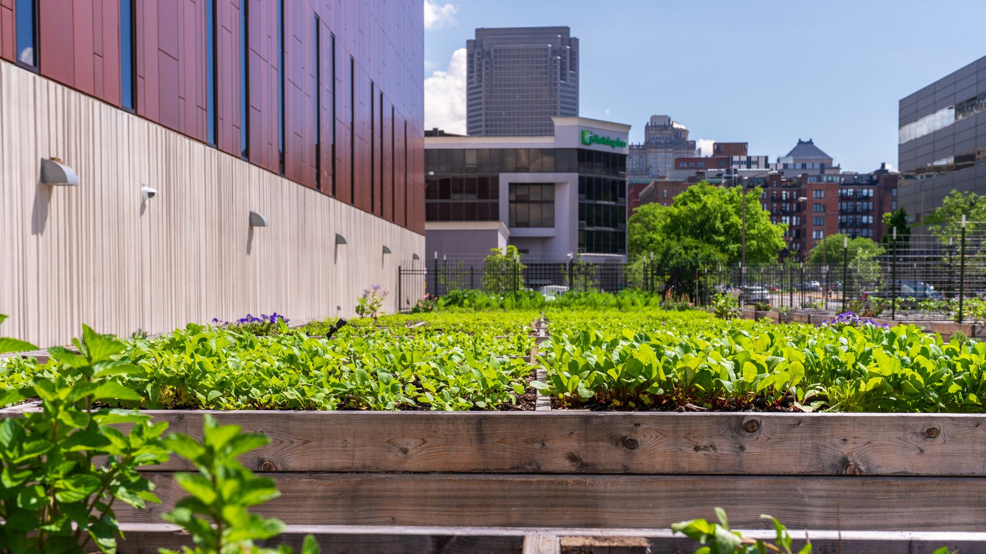 The catering at America's Center in St Louis is powered by a 40-bed on-site culinary garden.