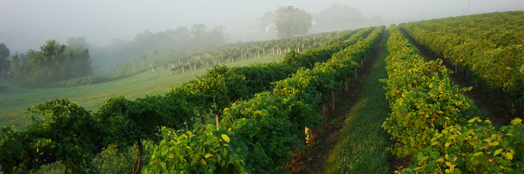 A field of grapes in Missouri Wine Country.