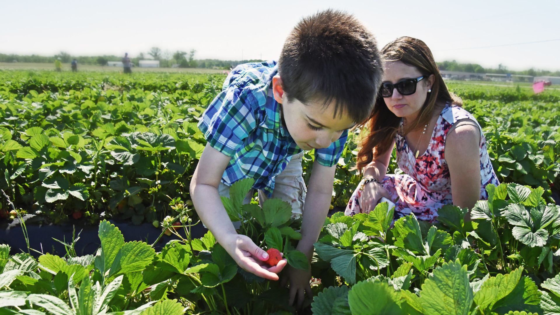 A boy picks strawberries at Eckert's Farm in the St. Louis area.