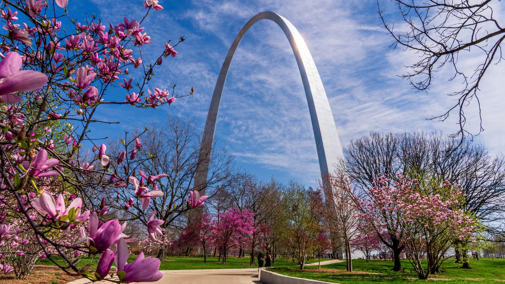 Pink blooms frame the Gateway Arch in St Louis.