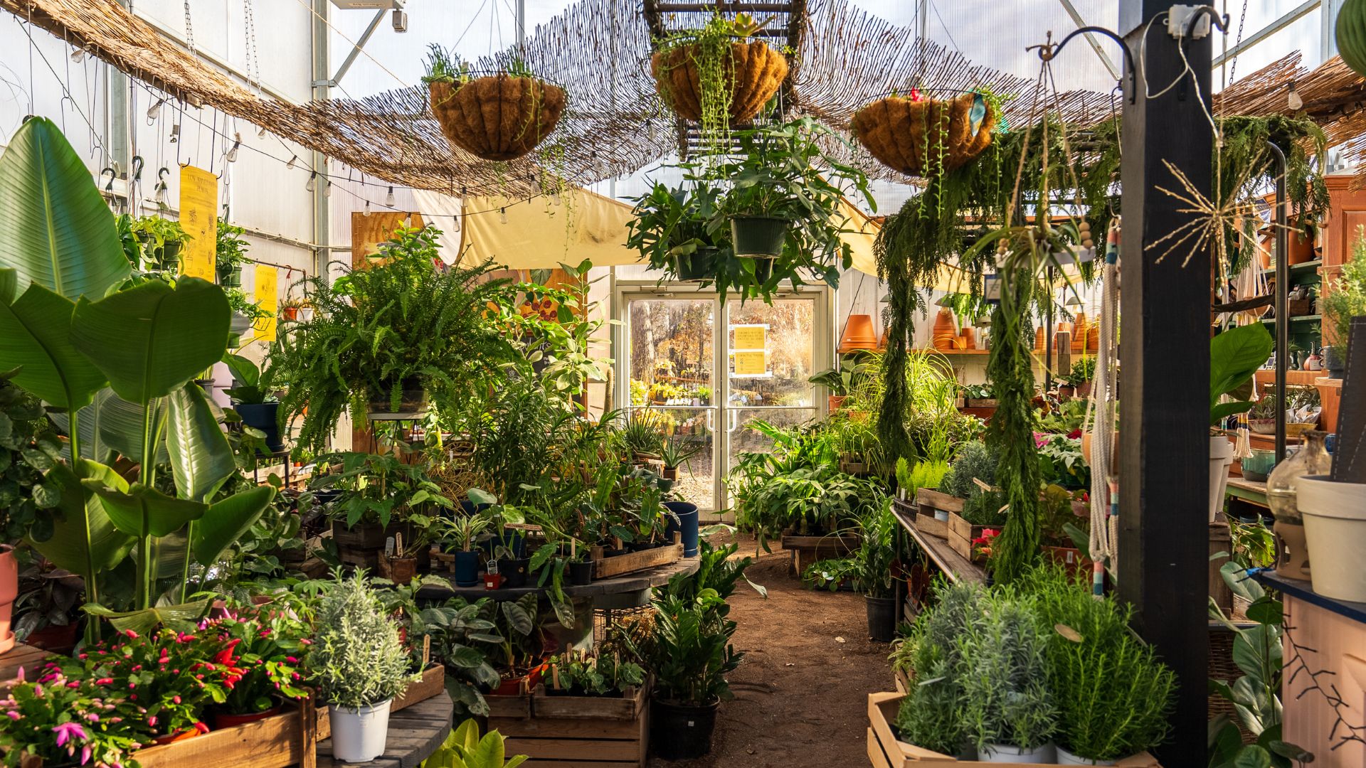 A greenhouse brims with bright plants.