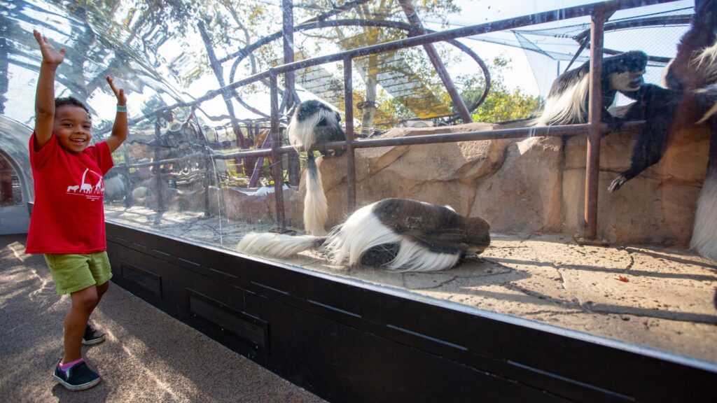 A young boy watches colobus monkeys.