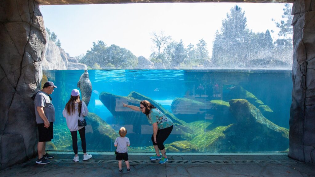 Families watch the sea lions and seals play at the Saint Louis Zoo.