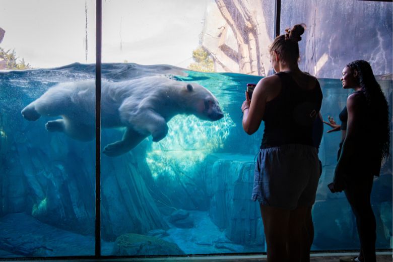 Teenage girls capture photos of a swimming polar bear at the Saint Louis Zoo.