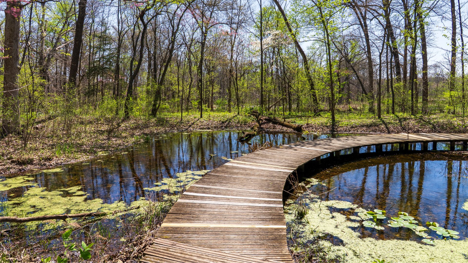 A wooden boardwalk curves across a lake at Shaw Nature Reserve.