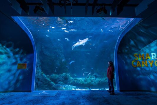 A shark swims over a woman's head at the St Louis Aquarium.