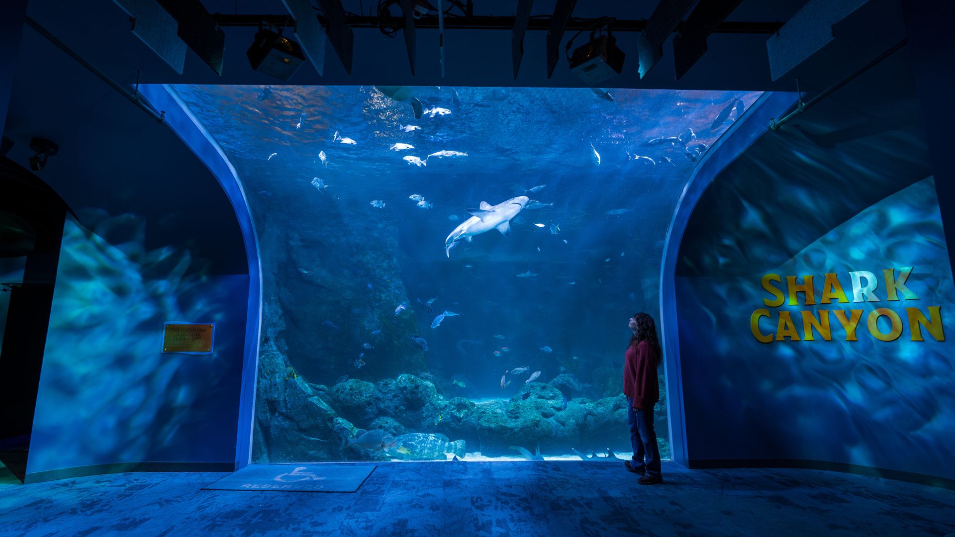 A shark swims over a woman's head at the St Louis Aquarium.