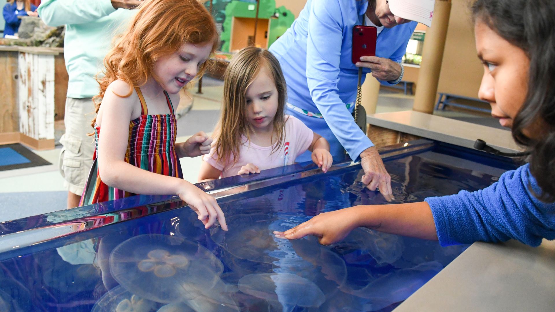 Kids touch jellyfish at the St Louis Aquarium.