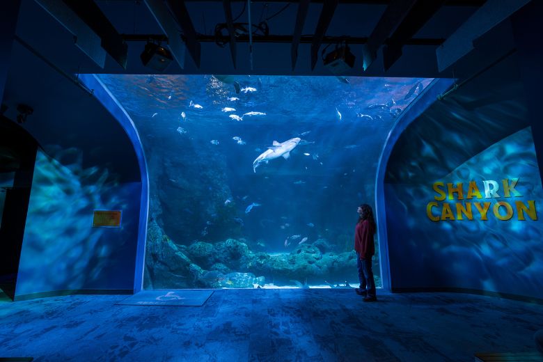 A shark swims over a woman's head at the St Louis Aquarium.