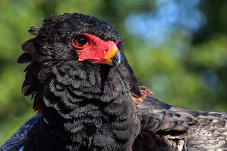 The World Bird Sanctuary aims to protect and preserve all manner of birds through conservation, rehabilitation, education and advocacy.