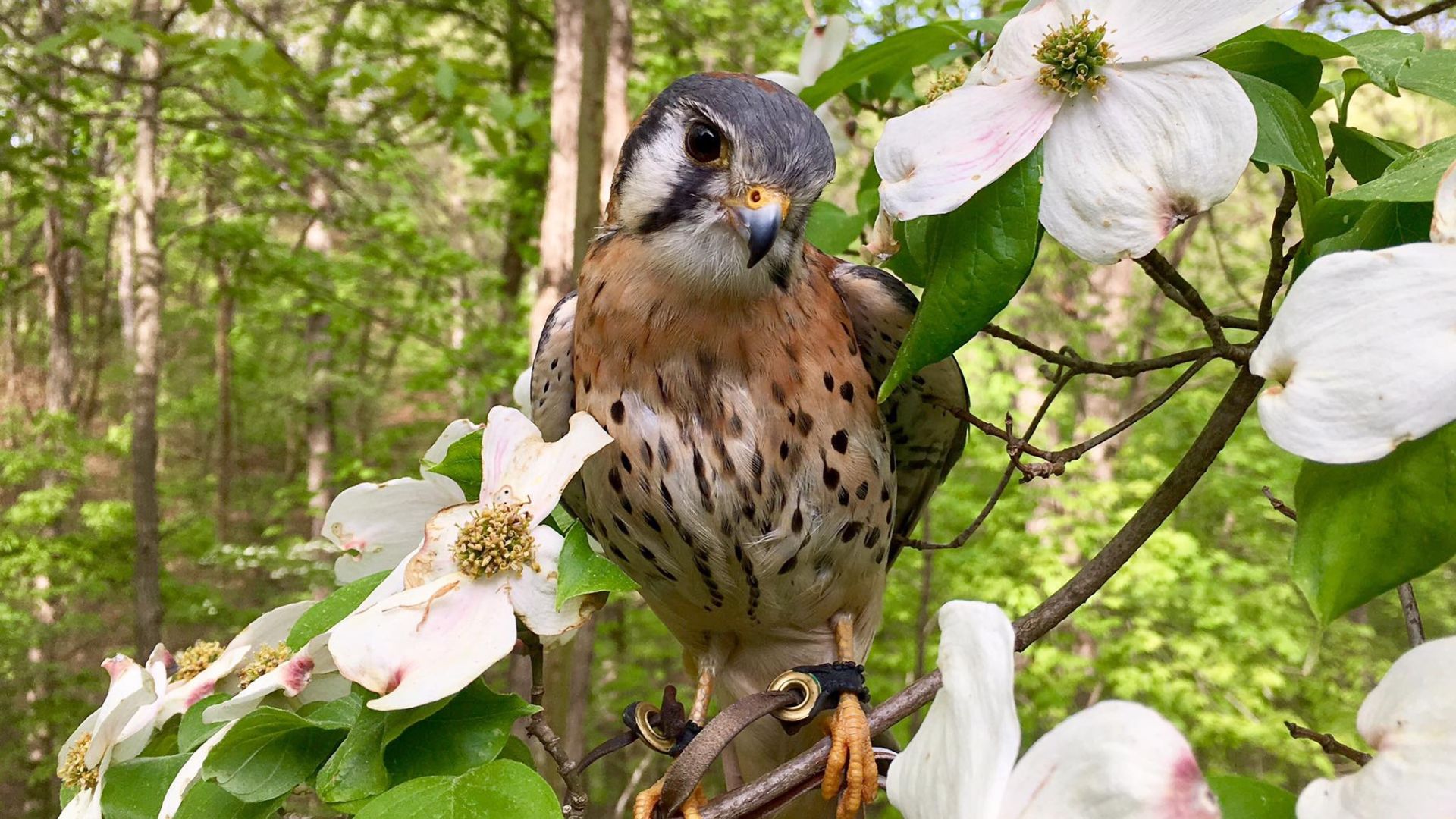 A kestrel from the World Bird Sanctuary sits on a flowering tree.