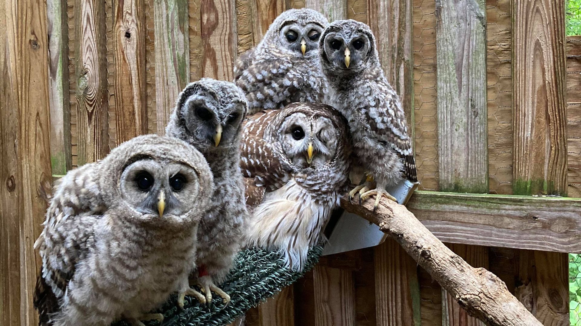 A group of owls pile on top of each other at the World Bird Sanctuary.
